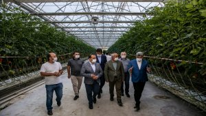 Van'daki termal seralarda yetiştirilen domatesler Antalya'ya gönderildi