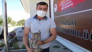 Yozgat'ta ormanlık alanda yaralı vaşak yavrusu bulundu