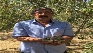Adıyaman'da bilinçli tarımla badem verimi ikiye katlandı