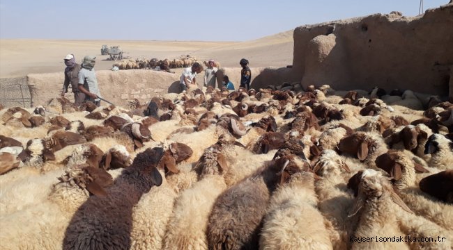 Barış Pınarı Harekatı bölgesinde binlerce hayvan aşılandı