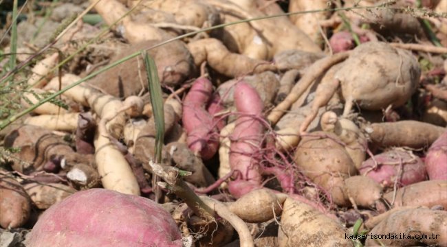 Bolu'da yetiştirilen tatlı patatesin hasadına başlandı