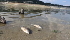 Burdur'da baraj suyunun azalmasıyla telef olan İsrail sazanları kıyıya vurdu 