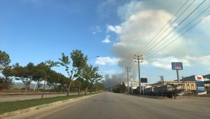 Bursa'da orman yangını