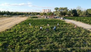 Çocukluk hayalini ata tohumlarıyla gerçekleştirdi 