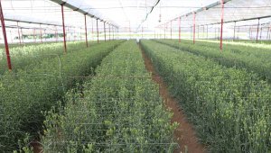 Deneme amaçlı üretilen karanfil çiftçinin yüzünü güldürdü