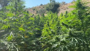 Diyarbakır'da 1,7 ton esrar ele geçirildi