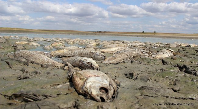 Edirne'de su seviyesi düşen gölette oksijensiz kalan yüzlerce balık telef oldu