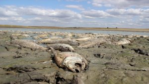 Edirne'de su seviyesi düşen gölette oksijensiz kalan yüzlerce balık telef oldu