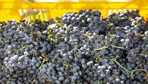 Edirne'de üzüm hasadı başladı