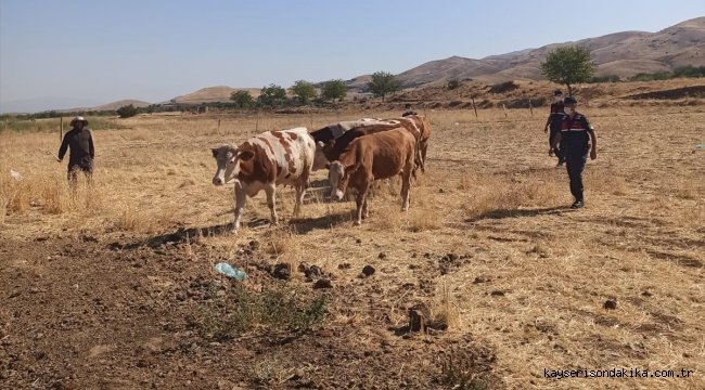 Elazığ'da çalınan inekler Şanlıurfa'da bulundu, 4 kişi gözaltına alındı 