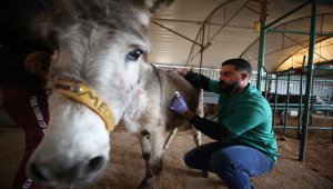 Filistin'de çalışan hayvanların güvenli sığınağı: Eşek Hastanesi