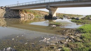 Hatay'da balık ölümleri yaşanan derede inceleme başlatıldı