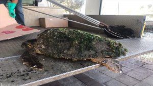 İzmir'de yaralı halde bulunan caretta caretta tedaviye alındı
