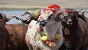 Kars'ta yaşatılan asırlık gelenek: "Çoban bayramı"