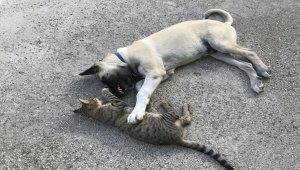 Kedi ile köpeğin dostluğu görenleri şaşırtıyor 