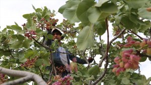 "Kırmızı kabuklu" Antep fıstığında hasat telaşı başladı