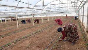 Kumluca'da güz sezonu domates dikimleri başladı