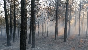 Kütahya'da orman yangınında 2,5 hektar alan zarar gördü
