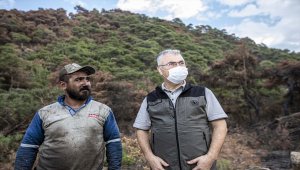 Manisa'da kül olan ormanlarda ağaçlandırma çalışması devam ediyor