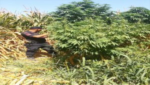 Manisa'da mısır tarlalarında 11 bin 340 kök Hint keneviri ele geçirildi