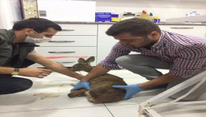 Manisa'da yaralı bulunan karaca tedavi altına alındı