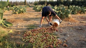 Mersin'de dikenli incirin dondurması yapılacak