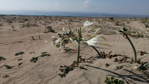 Mersin'de kum zambaklarını koparmanın cezası 73 bin lira
