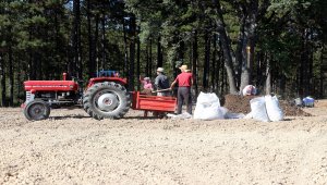 "Mucize bitki" safran toprakla buluştu