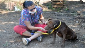 Muğla'da ölen iki pitbull için 30 bin lira ceza kesildi
