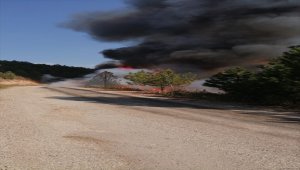 Muğla'da orman yangını