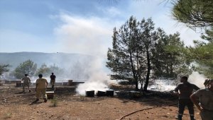 Muğla'da otluk alanda çıkan yangında arı kovanları zarar gördü