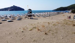 Muğla'da "sahillerin gelini" kum zambakları özenle korunuyor
