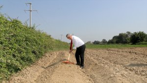Sakarya'da salep bitkisi yetiştiriciliğine başlandı