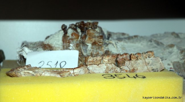 
Salgın nedeniyle depoda çalışan arkeologlar fosil temizliği sırasında yeni türe ait diş buldu