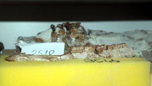 
Salgın nedeniyle depoda çalışan arkeologlar fosil temizliği sırasında yeni türe ait diş buldu