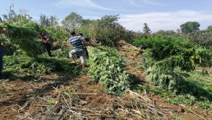 Samsun'da 81 kilo esrar ele geçirildi
