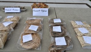 Samsun'da kenevir çeşitleri "Narlı" ve "Vezir" tescil onayına sunulacak 