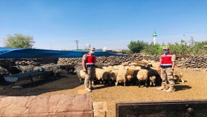 Şanlıurfa'da dolandırıcılık yapan iki kişi tutuklandı