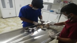 Siirt'te aracın çarptığı kedi tedavi edilecek
