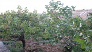 Siirt'te fıstık üreticilerini yüksek rekolte heyecanı sardı