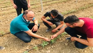 Şırnaklı genç devlet desteğiyle kurduğu serada ilk fidanları toprakla buluşturdu