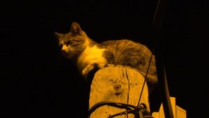 Sivas'ta telefon direğinin tepesinde mahsur kalan kediyi itfaiye kurtardı