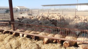 TİKA'dan KKTC'de çiftçilere küçükbaş hayvan desteği