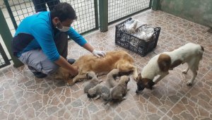 Trabzon'da anneleri ölen 4 köpek yavrusu koruma altına alındı 