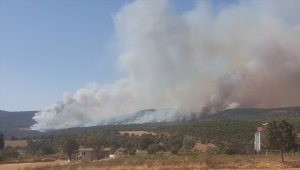 Uşak'ta orman yangını