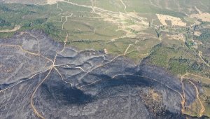 Uşak'ta yanan alanda orman dokusu yeniden oluşturulacak 