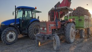 Ağrı'da çiftçilerin zorlu şeker pancarı hasadı devam ediyor