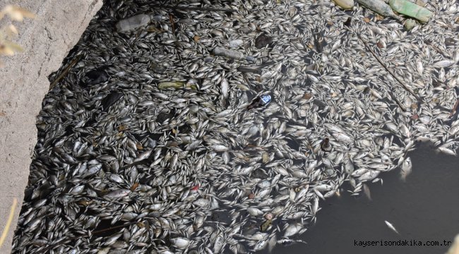 Aydın'da sulama kanalındaki toplu balık ölümlerine ilişkin inceleme
