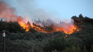 Aydın'da zeytinlik alanda yangın