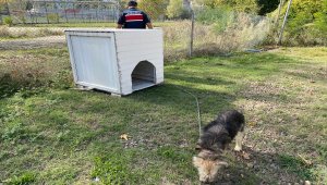 Bartın'da sopayla darbedilen köpeği jandarma sahiplendi 